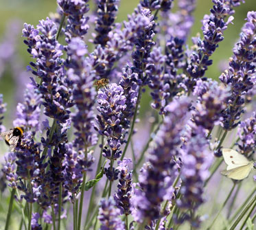 lavande papillon