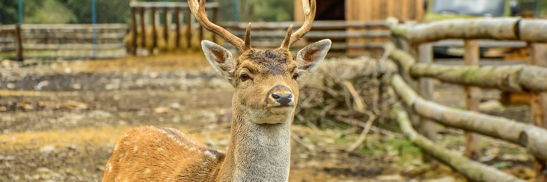 parcs animaliers hautes alpes